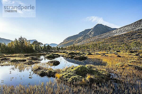 Kleiner Teich mit Moorlandschaft  Efjord  Tysfjord  Ofoten  Nordland  Norwegen  Europa