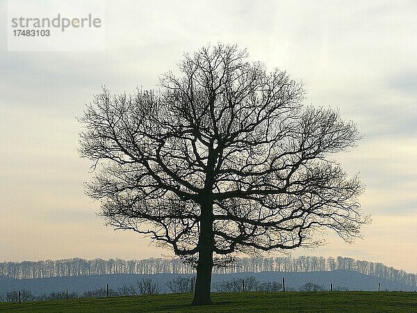 Eichenbaum im Winter kahl  Gegenlicht