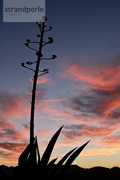 Agave im Gegenlicht vor Himmel am Abend  Kakteen  Blüte der Agave vor Abendhimmel  Silhouette einer Agave  rote Wolken am Abend  Cuevas del Almanzora  Almeria  Andalusien  Spanien  Europa