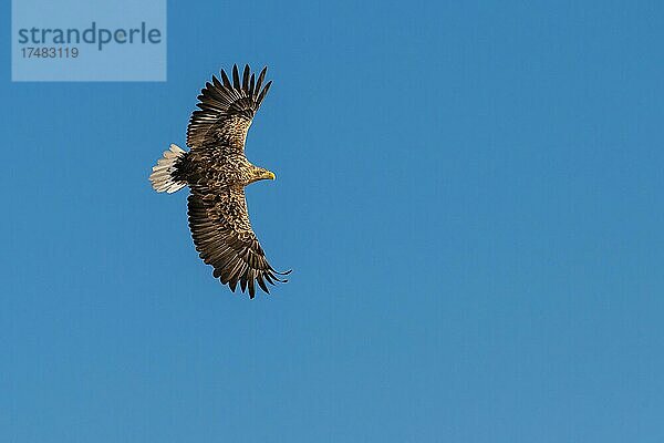 Seeadler (Haliaeetus albicilla)  Greifvogel  im Flug  Beutestoß  Lauvsnes  Nord-Trondelag  Norwegen  Europa