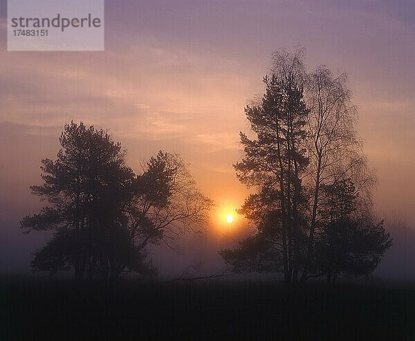 Sonnenaufgang im Naturschutzgebiet Exerzierplatz in Erlangen Nebel Sonne Morgenrot Bäume Dunst magisches Licht