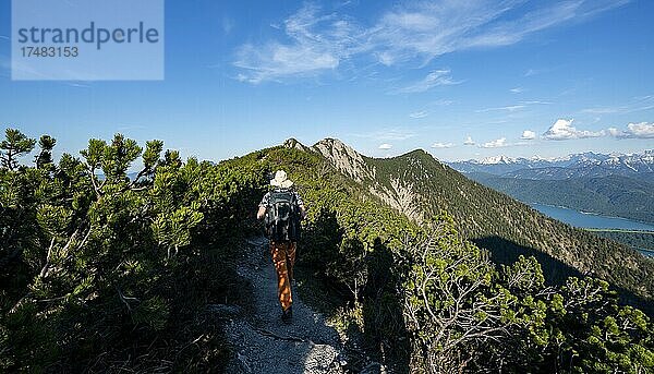 Wanderer auf einem Wanderweg zwischen Latschenkiefern  Gratwanderung Herzogstand Heimgarten  hinten Herzogstand und Walchensee  Oberbayern  Bayern  Deutschland  Europa