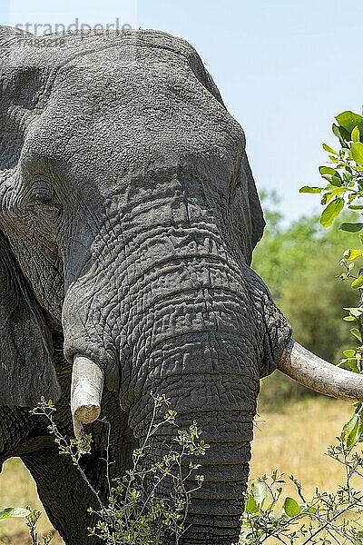 Afrikanischer Buschelefant (Loxodonta africana)  Tierportrait  Savuti  Chobe National Park  Botswana  Afrika