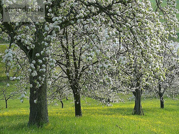 Blühende Obstbäume am Weinberg  Obstbaumwiese BW.D