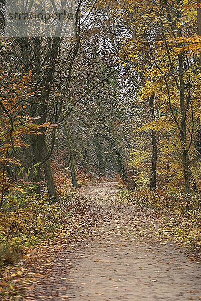 Weg durch einen Herbstwald  Bayern  Deutschland  Europa