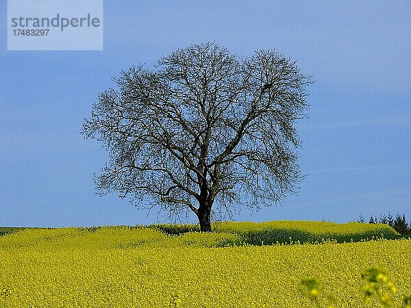 Kahler Nußbaum  Echte Walnuss (Juglans regia) Felderlandschaft im Kraichgau  Rapsfeld  Raps (Brassica napus ssp. oleifera) BW.D