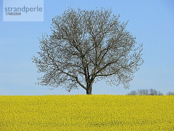 Kahler Nußbaum  Echte Walnuss (Juglans regia) Felderlandschaft im Kraichgau  Rapsfeld  Raps (Brassica napus ssp. oleifera) BW.D