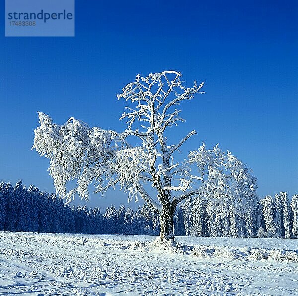 Mit Raureif bedeckter Kirschbaum auf einer verschneiten Obstwiese im Schwarzwald  Tannenwald  Waldrand  Baden-Württemberg  Deutschland  Europa