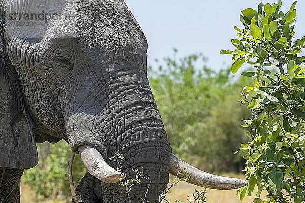 Afrikanischer Buschelefant (Loxodonta africana)  Tierportrait  Savuti  Chobe National Park  Botswana  Afrika