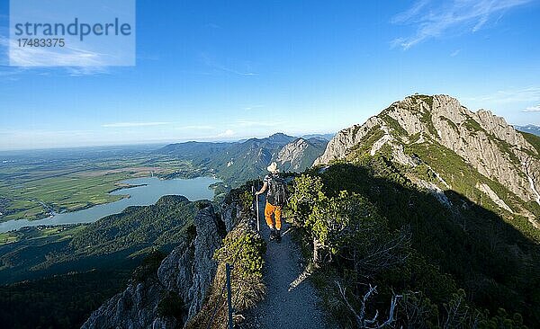 Wanderer auf einem Wanderweg zwischen Latschenkiefern  Abendsonne  Gratwanderung Herzogstand Heimgarten  hinten Herzogstand und Kochelsee  Oberbayern  Bayern  Deutschland  Europa