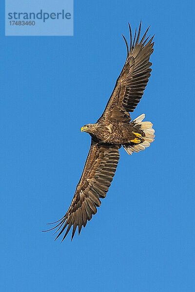 Seeadler (Haliaeetus albicilla)  Greifvogel  im Flug  Beutestoß  Lauvsnes  Nord-Trondelag  Norwegen  Europa