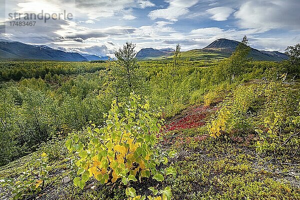 Herbstliche Fjälllandschaft  Blick von Nikkaluokta zum Berg Kebnekaise  Lappland  Schweden  Europa