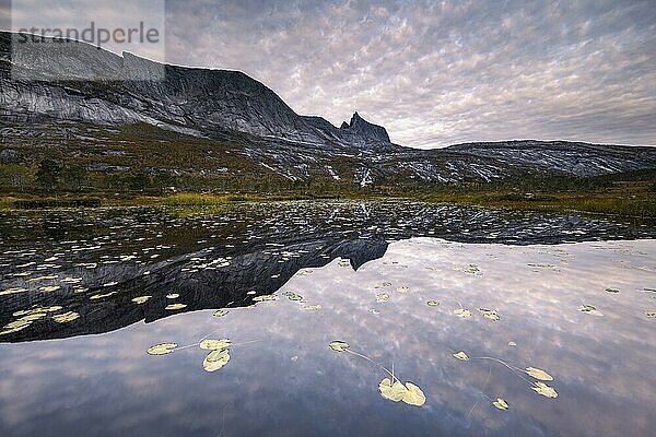 Berg Kulhornet spiegelt sich in kleinem Teich  Morgenstimmung  Efjord  Tysfjord  Ofoten  Nordland  Norwegen  Europa