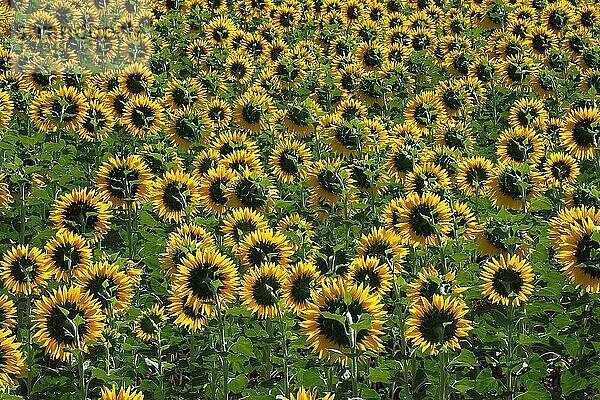 Feld mit Sonnenblumen  der Sonne abgewandte Köpfe der Sonnenblume  Sonnenblumen  (Helianthus)  Frankreich  Europa
