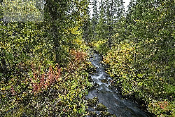 Kleiner Bach fließt durch herbstlichen Wald  Sarek Nationalpark  Laponia  Lappland  Schweden  Europa