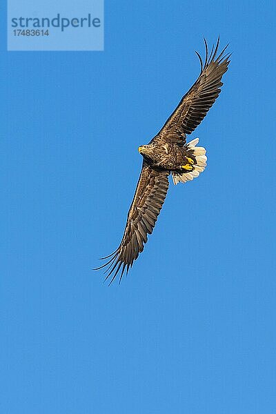 Seeadler (Haliaeetus albicilla)  Greifvogel  Lauvsnes  Nord-Trondelag  Norwegen  Europa