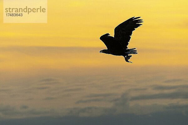 Seeadler (Haliaeetus albicilla)  Greifvogel  im Flug  Beutestoß  Silhouette  Sonnenuntergang  Abendrot  Lauvsnes  Nord-Trondelag  Norwegen  Europa