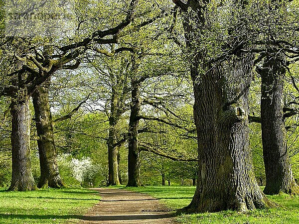 Eichenbaum im Frühling  frischer Austrieb  Eichen (Quercus) Park  Eichenpark  Oaken tree in the spring  more freshly Drove out  oaks Oaken park