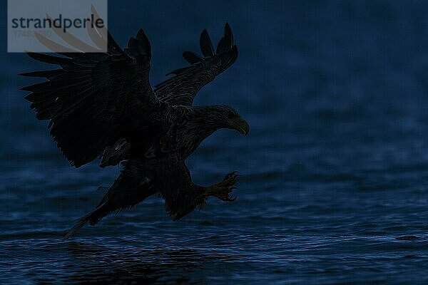 Seeadler (Haliaeetus albicilla)  Greifvogel  im Flug  Beutestoß  Nacht  Silhouette  Lauvsnes  Nord-Trondelag  Norwegen  Europa