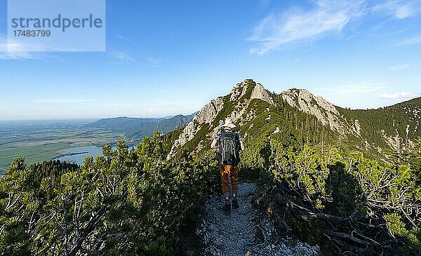 Wanderer auf einem Wanderweg zwischen Latschenkiefern  Gratwanderung Herzogstand Heimgarten  hinten Herzogstand und Kochelsee  Oberbayern  Bayern  Deutschland  Europa