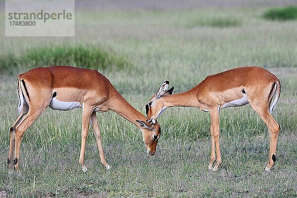 Impala (Aepyceros melampus)  Antilope  Säugetiere  Paar  Fellpflege  Kenia  Afrika