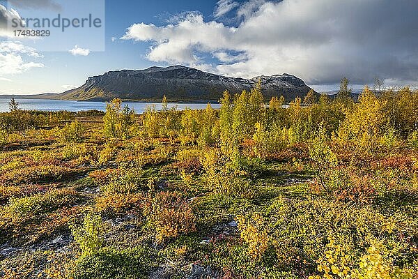 Herbstliche Fjälllandschaft  Stora Sjöfallet Nationalpark  Laponia  Norrbotten  Lappland  Schweden  Europa