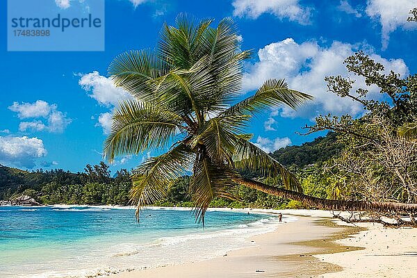 Dekorative Palme am Strand Baie Lazare  Mahè  Seychellen  Mahe  Seychellen  Afrika
