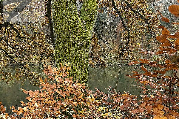 Herbstliche Eiche (Quercus) mit bemoostem Stamm am Fluss  Bayern  Deutschland  Europa