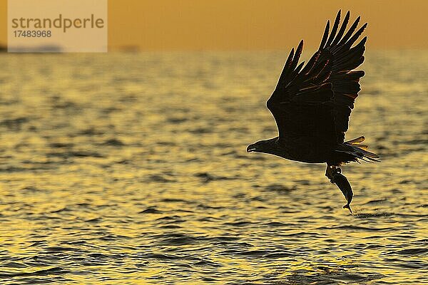 Seeadler (Haliaeetus albicilla)  Greifvogel  im Flug  Beutestoß  Silhouette  Sonnenuntergang  Abendrot  Lauvsnes  Nord-Trondelag  Norwegen  Europa