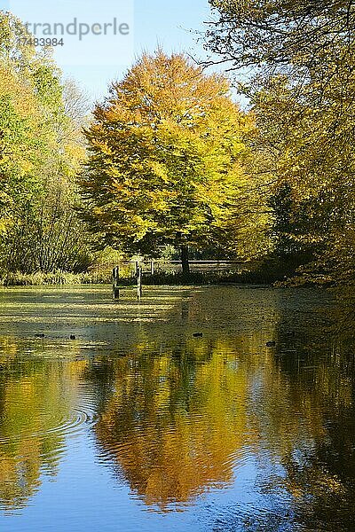 Judenteich im Herbst  Goslar  Harz  Niedersachsen  Deutschland  Europa