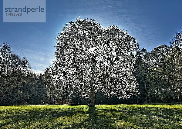 Blühender Kirschbaum auf einer Waldwiese  Oberösterreich  Österreich  Europa