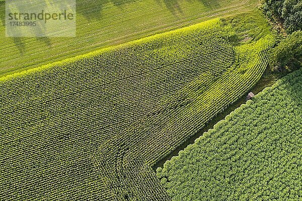 Luftbild eines Ackers mit (Miscanthus)  Landwirtschaft  Goldenstedt  Niedersachsen  Deutschland  Europa
