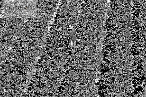 Feldarbeiter erntet  Erntearbeit  Mann mit Strohhut in Zucchinifeld  Mann kontrolliert Zucchinis  Mann bei Feldarbeit  Andalusien  Spanien  Europa