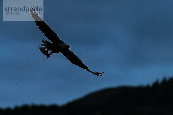 Seeadler (Haliaeetus albicilla)  Greifvogel  im Flug  mit Beute  blaue Stunde  Dunkelheit  Lauvsnes  Nord-Trondelag  Norwegen  Europa