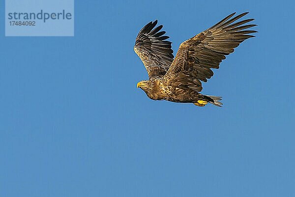 Seeadler (Haliaeetus albicilla)  Greifvogel  im Flug  Beutestoß  Lauvsnes  Nord-Trondelag  Norwegen  Europa