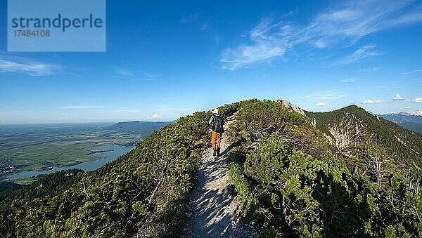 Wanderer auf einem Wanderweg zwischen Latschenkiefern  Gratwanderung Herzogstand Heimgarten  hinten Herzogstand und Kochelsee  Oberbayern  Bayern  Deutschland  Europa