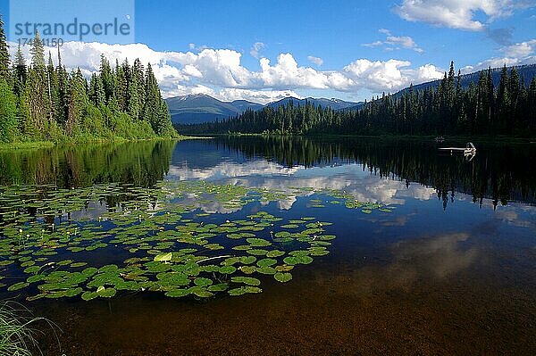 Idyllischer See mit See-Rosen  Wald und Berge  Lasalle Lakes  Prince George  Westkanada  British Columbia  Kanada  Nordamerika