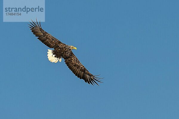 Seeadler (Haliaeetus albicilla)  Greifvogel  im Flug  Beutestoß  Lauvsnes  Nord-Trondelag  Norwegen  Europa