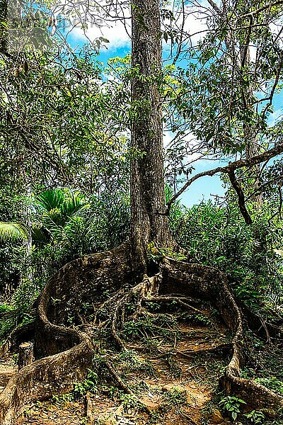 Mahagoni-Stamm  Primärwald im Morne-Seychellois-Nationalpark an der Panoramastraße Sans Soucis Road  Mahè  Seychellen  Mahe  Seychellen  Afrika