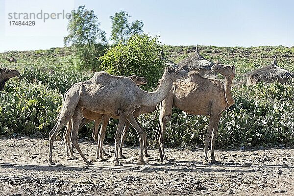 Dromedar (Camelus dromedarius)  arabisches Kamel  Äthiopien  Afrika
