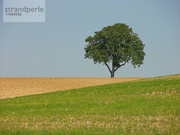 Nußbaum  Echte oder Persische Walnuss (Juglans regia) Baum des Jahres 2008