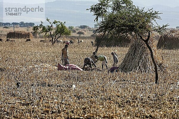 Feldarbeit  Bauern  Sidama  Äthiopien  Afrika