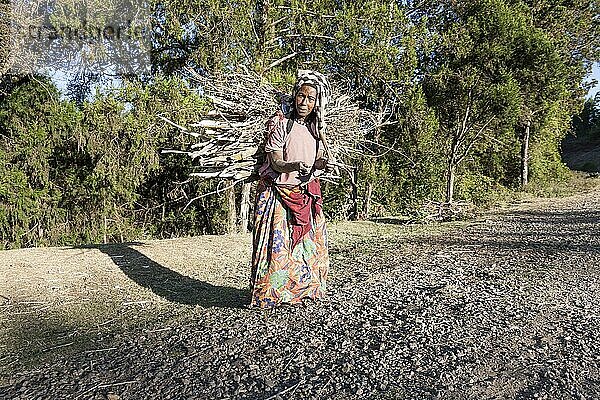 Frau trägt Brennholz  Harar  Äthiopien  Afrika