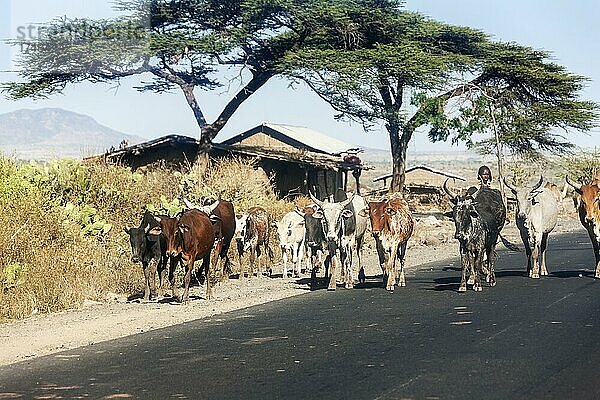 Kuhtrieb  Kuh  Rind (Bos taurus) Straße  Sidama  Äthiopien  Afrika