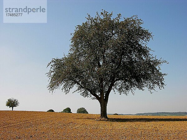 Nußbaum  Echte oder Persische Walnuss (Juglans regia) Baum des Jahres 2008