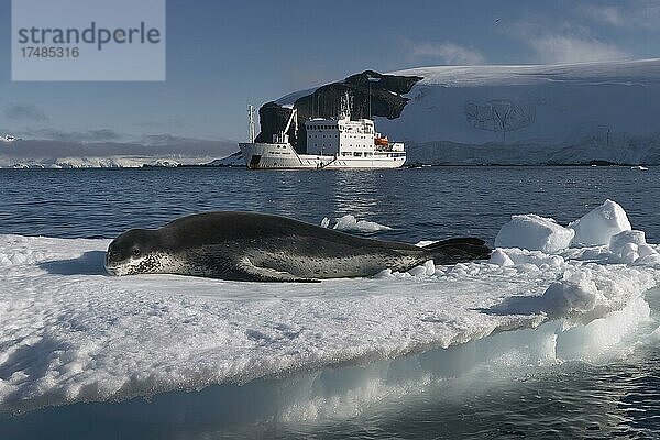 Seeleopard (Hydrurga leptonyx) liegt auf Eisscholle  dahinter Expeditionsschiff  Paradise Bay  Antarktische Halbinsel