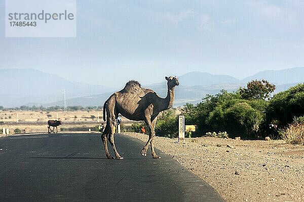 Dromedar (Camelus dromedarius)  arabisches Kamel  Straße  Sidama  Äthiopien  Afrika