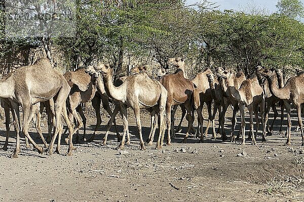 Dromedar (Camelus dromedarius)  arabisches Kamel  Kameltrieb  Sidama  Äthiopien  Afrika