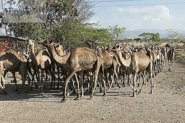 Dromedar (Camelus dromedarius)  arabisches Kamel  Kameltrieb  Sidama  Äthiopien  Afrika
