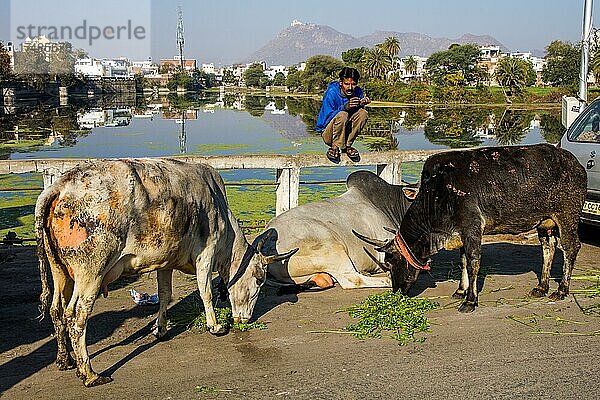 Kühe werden gefüttert  um Karmapunkte zu sammeln  Udaipur  Udaipur  Rajasthan  Indien  Asien